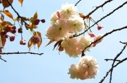 Ԃт炪B09.04.13.
