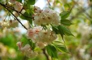 KN̉ԂɂĂ锒B09.04.13.