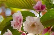 花弁の色が変わる八重紅大島。09.04.13.