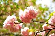 花びらが透けるような楊貴妃。09.04.13.