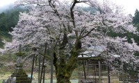 toyama-akebi.jpg(16585 byte)