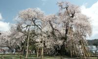 yamagata-isazawa.jpg(7695 byte)
