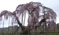 yamanasi-sinden.jpg(26397 byte)