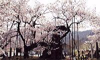 yamanasi-yamataka.jpg(12107 byte)