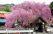 三角屋根のバス停を覆い尽くす枝垂れ桜。'10.04.18.