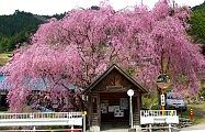 よく見れば二本の枝垂れ桜。'10.04.18.