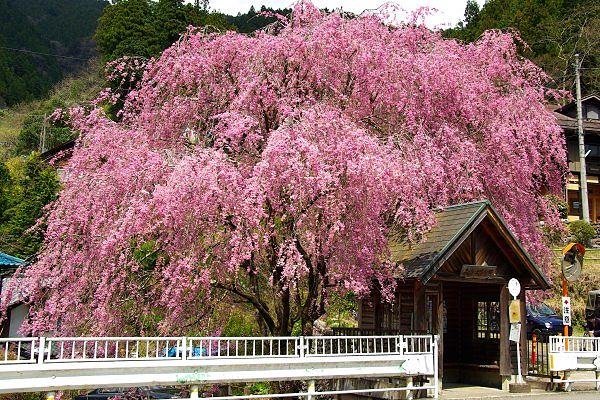 檜原村人里バス停の満開紅枝垂れ。'10.04.18.