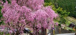 秋川渓谷下る檜原街道武蔵五日市方面。'10.04.18.