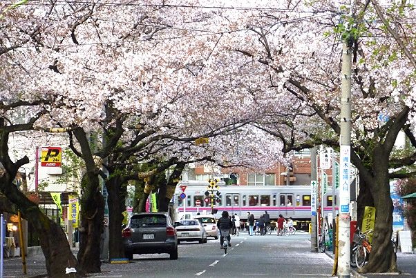 京王線上北沢の桜並木。'10.04.09.
