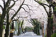 上北沢の住宅地に。'10.04.09.