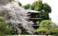 椿山荘の三重塔と春風に揺れる桜。'10.04.01.