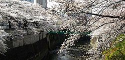 満開の小枝が揺れて春のせせらぎ聞こえる。'10.04.01.