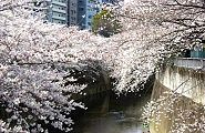 桜は揺れて春の川面も緩やかに流れる。'10.04.01.