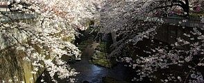 太古からの岩床が桜色に映える。'10.04.01.