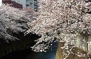 ちょっと角度変えれば桜並木も変わる。'10.04.01.