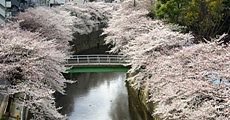 両側の遊歩道を覆い尽くす桜並木。'10.04.01.
