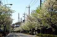 新緑とさ名が同時に開く大島桜。'10.04.08.