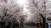 聖跡桜ヶ丘の桜並木。'10.04.04.