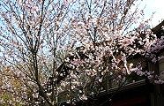 幼木の御殿場桜。'10.04.10.