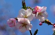 蕾は薄紅花びらはピンク。'10.04.10.