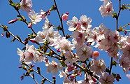 一重の可憐な花びら。'10.04.10.