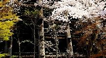 桧舞台を支える欅の柱。'11.04.10.
