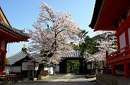 清水寺北総門の桜。'11.04.10.
