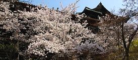 錦雲渓崖下から望む。'11.04.10.