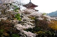 方生池から望む三重塔。'11.04.10.