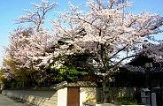 maruyama-dobei.jpg(11104 byte)