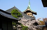 maruyama-gionkaku.jpg(8200 byte)