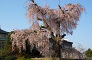 maruyama-hidari.jpg(9067 byte)
