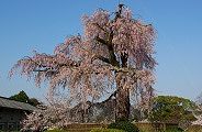 maruyama-hidari2.jpg(7983 byte)