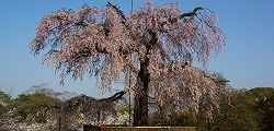 maruyama-migi2.jpg(11441 byte)