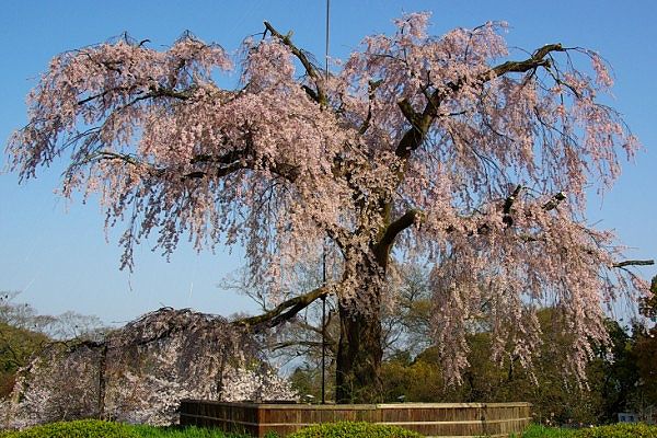 都の甍を見下ろす円山公園の一重白彼岸枝垂桜。'11.04.10.