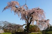 maruyama-syoumen.jpg(8754 byte)
