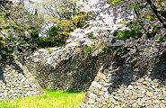 西鉄門脇の桜。'11.04.10.