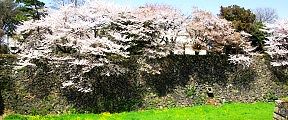 菜の花も咲き誇る二の丸の空堀。'11.04.10.