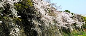 揺れる二の丸空堀の桜。'11.04.10.