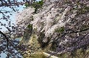 水湛えた西の丸堀。'11.04.10.