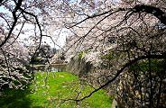 正門脇の堀を覆う桜。'11.04.10.