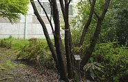 ズバリ山桜の幹そのものです。'10.04.23.