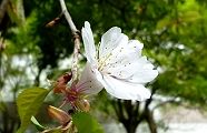 多くは散り一輪のみ残る。'10.04.24.