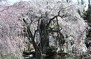 100選の枝垂れ。'11.04.01.