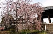 山門下左の枝垂れ。'11.04.02.