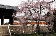 山門下右の枝垂れ。'11.04.02.