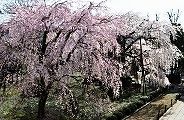 山門から望む参道の枝垂れ。'11.04.01.