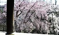 山門から望む枝垂れ。'11.04.01.