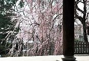 山門から望む右手の枝垂れ。'11.04.01.