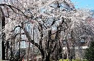 100選の枝垂れ。'11.04.01.